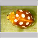 Halyzia sedecimguttata - Sechzehnfleckige Marienkaefer 06.jpg